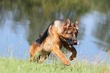 BERGER ALLEMAND 721